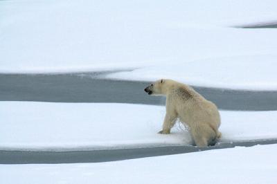 polar bear image.jpg